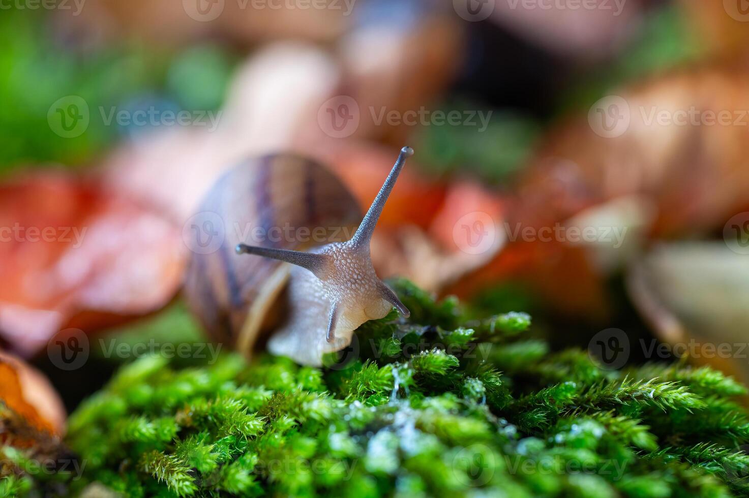 A snail with its antennae sticking out of the moss. photo