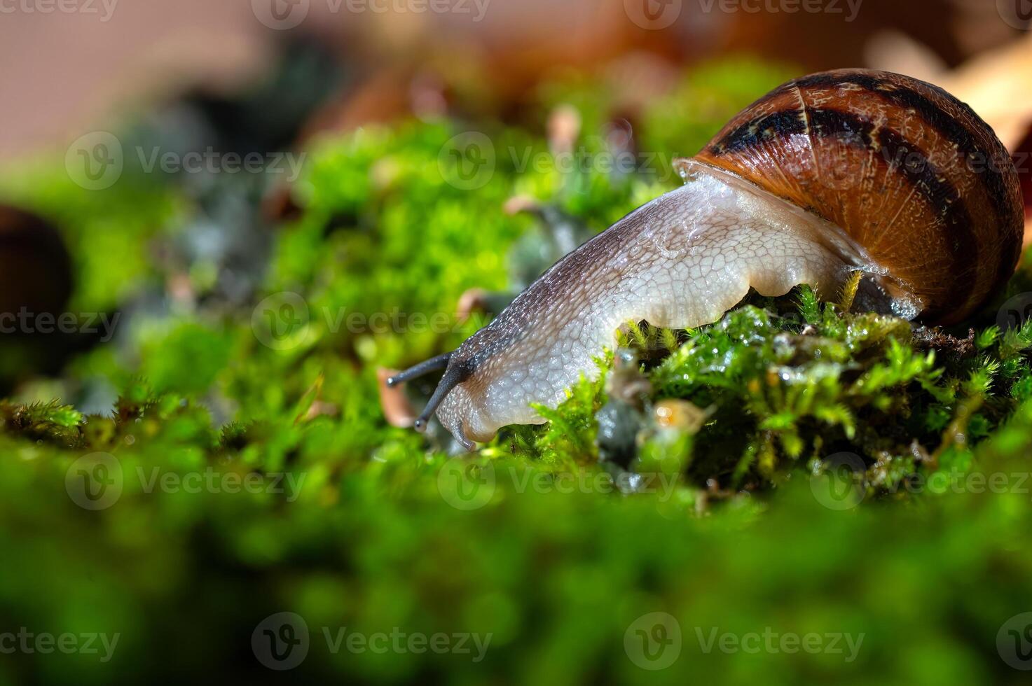 A snail with its antennae sticking out of the moss. photo