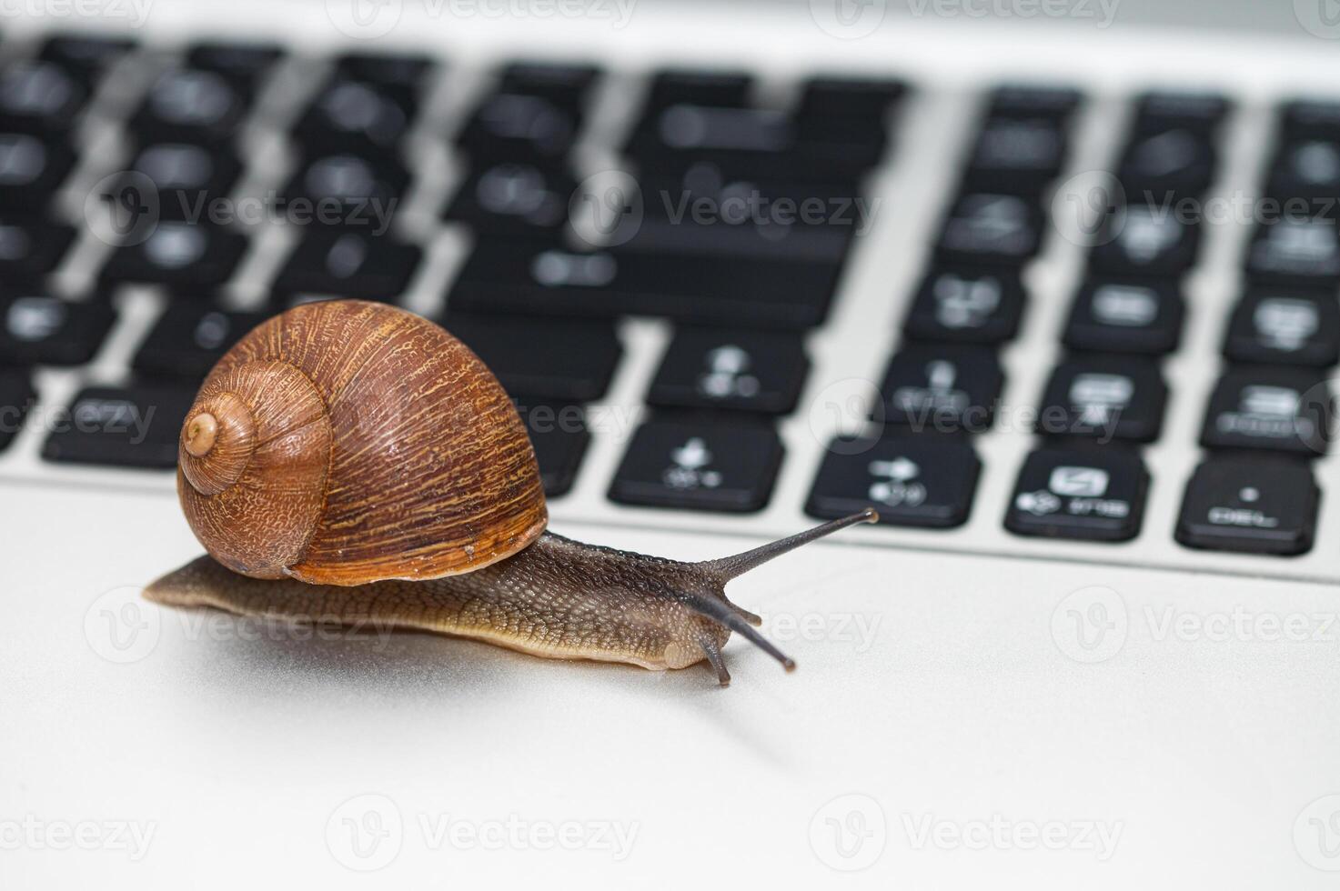 A snail on a laptop with its antennae out. photo