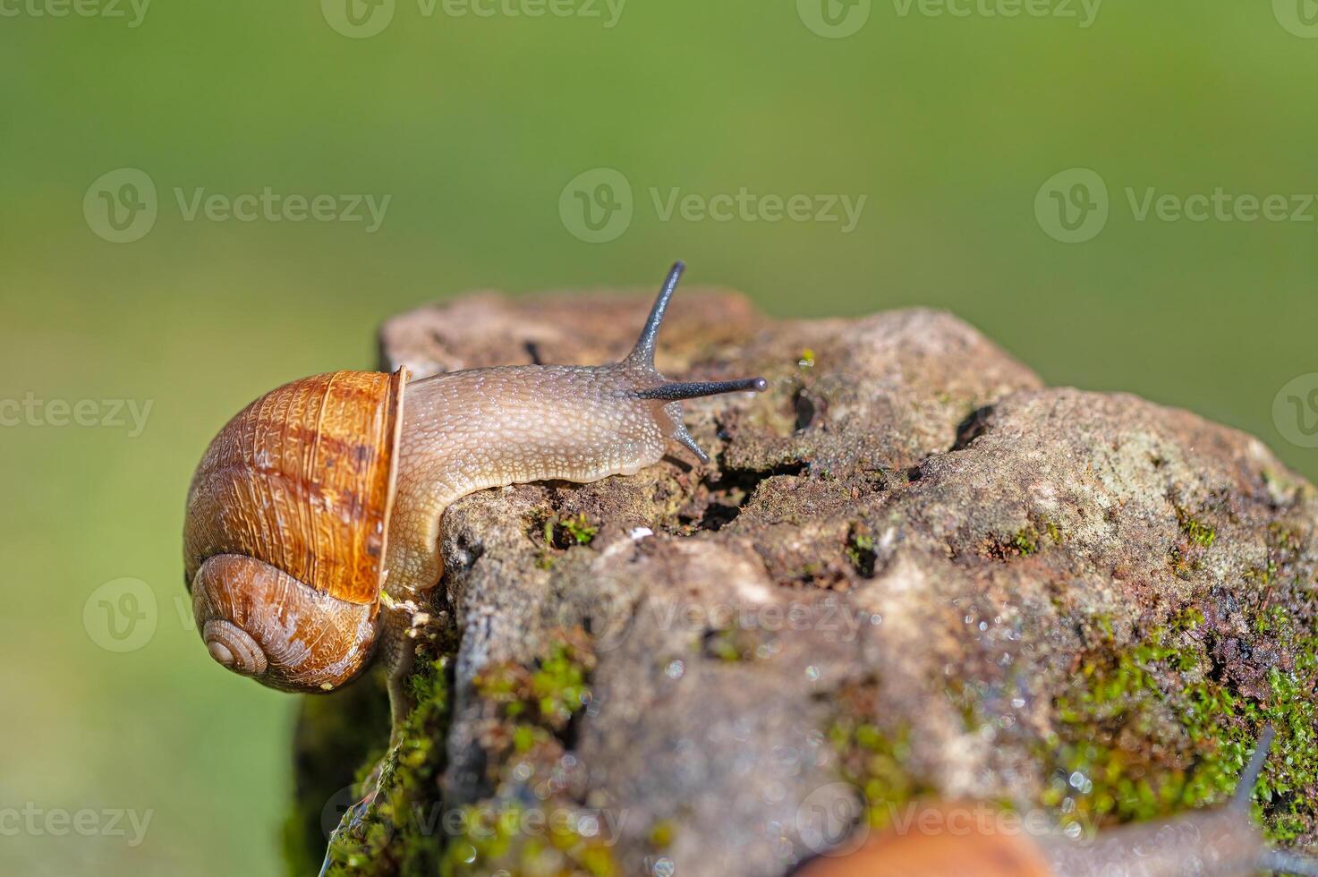 Snail moving on mossy stone, green background. photo