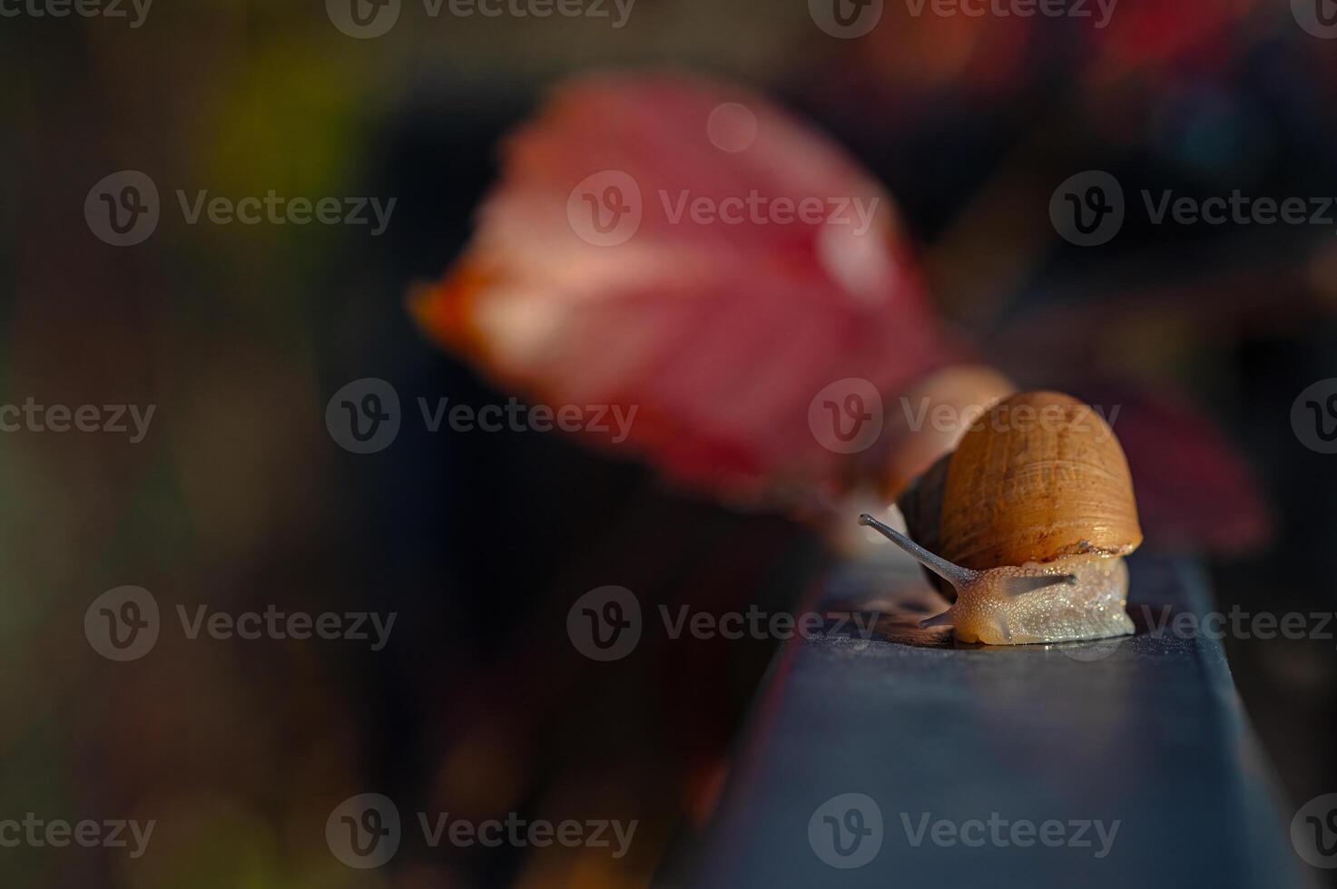 Snail walking on a dark background. Blurred background. photo
