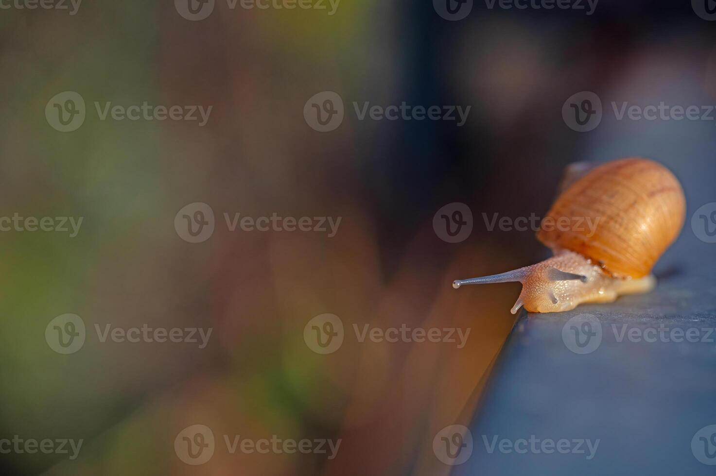 Snail walking on a dark background. Blurred background. photo