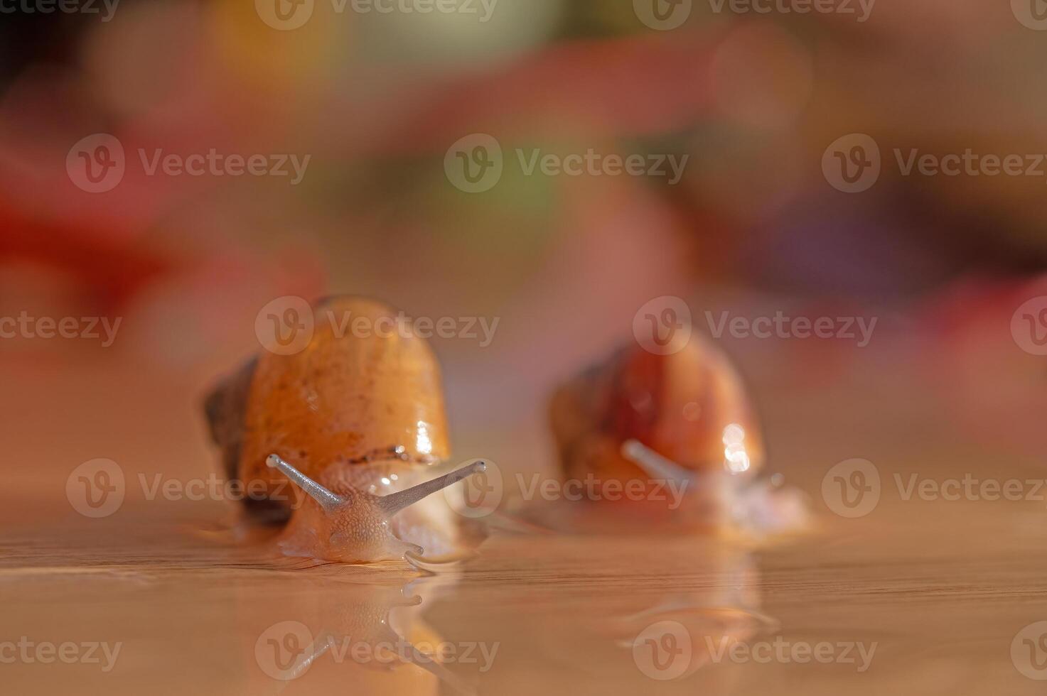 Snails lined up on a wooden table. Blurred background. photo