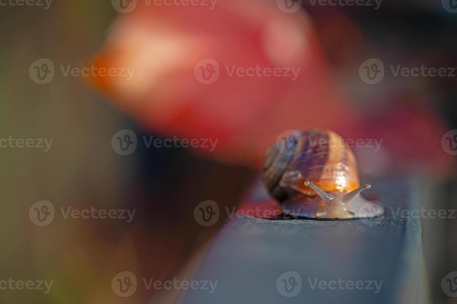 Snail walking on a dark background. Blurred background. photo