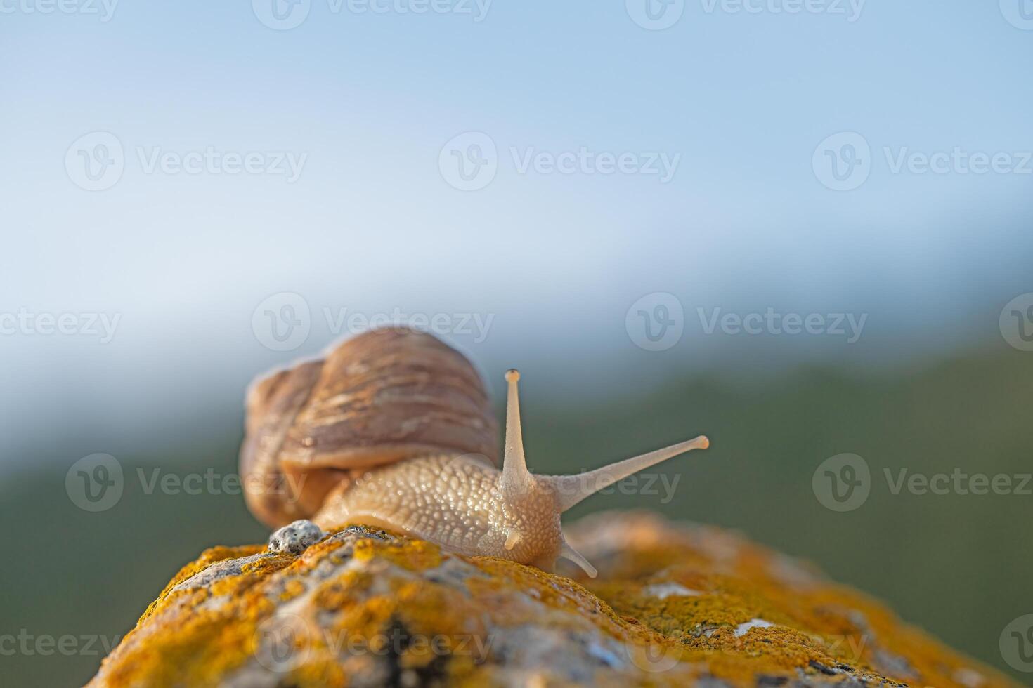 A snail on a lichen rock. Blurred background. photo
