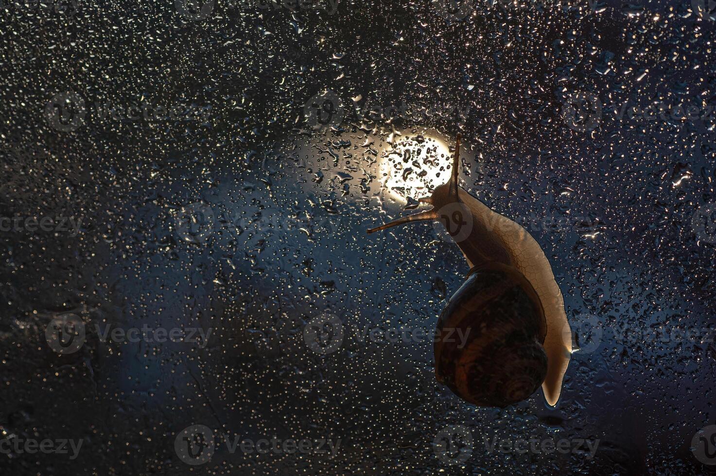 Snails and raindrops on glass. photo