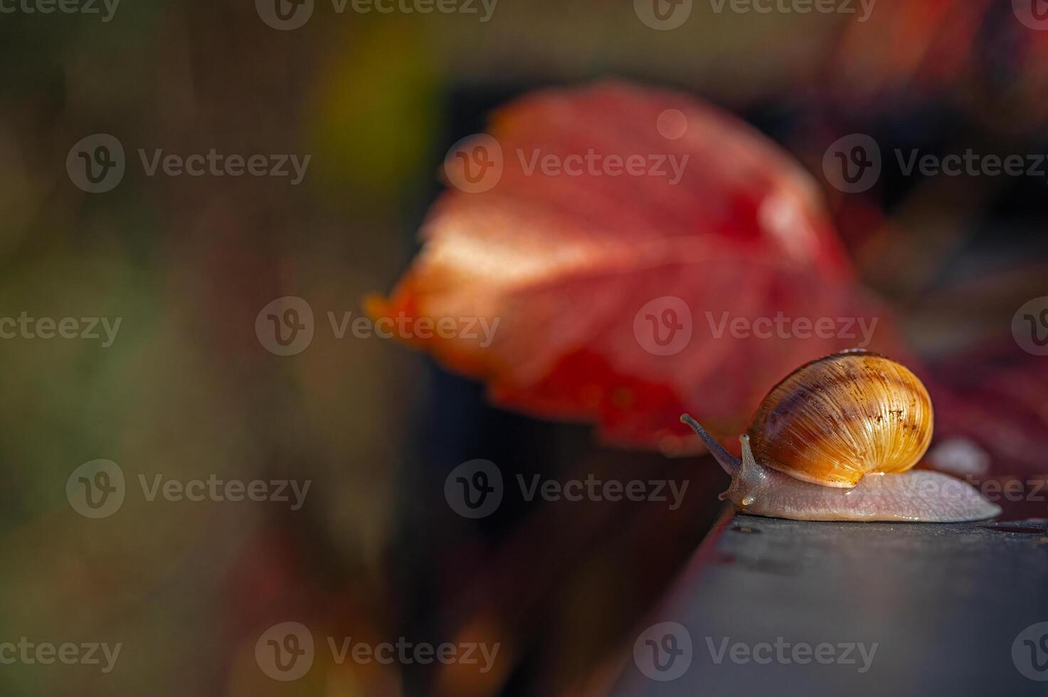 Snail walking on a dark background. Blurred background. photo