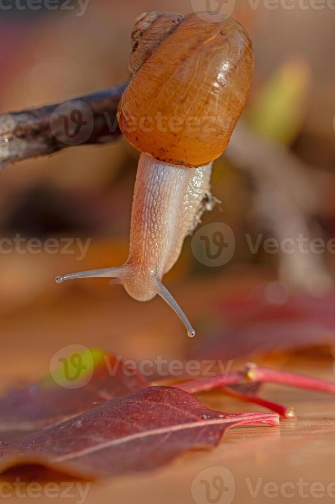 Snail on a branch. Blurred background. photo