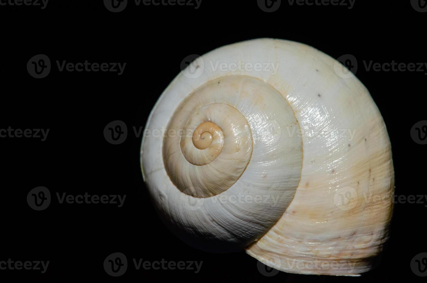 Isolated snail shell on black background. photo