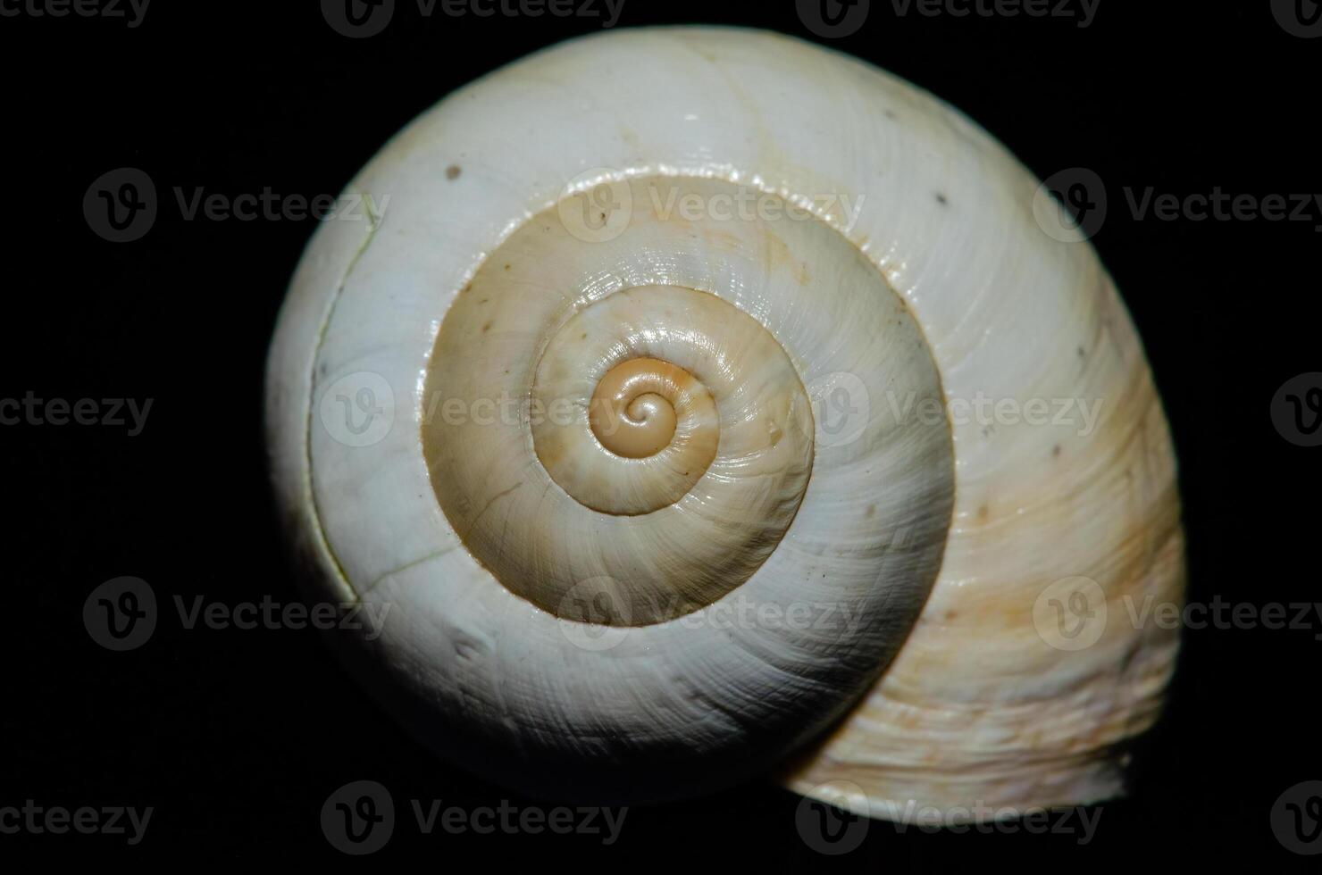 Isolated snail shell on black background. photo