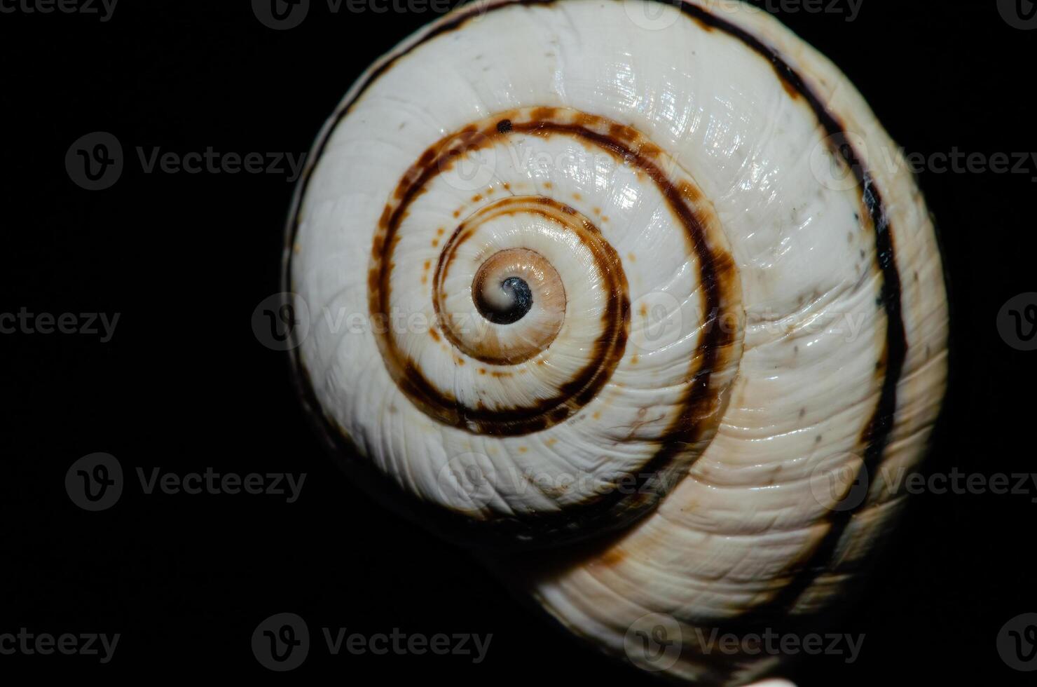 Isolated snail shell on black background. photo