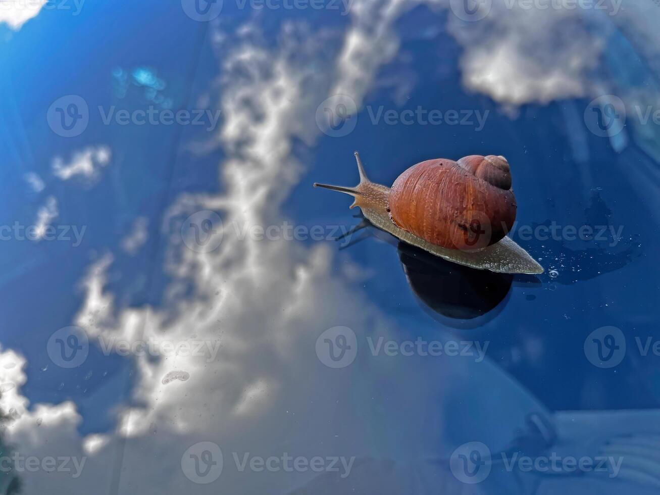 A snail in the car window. photo