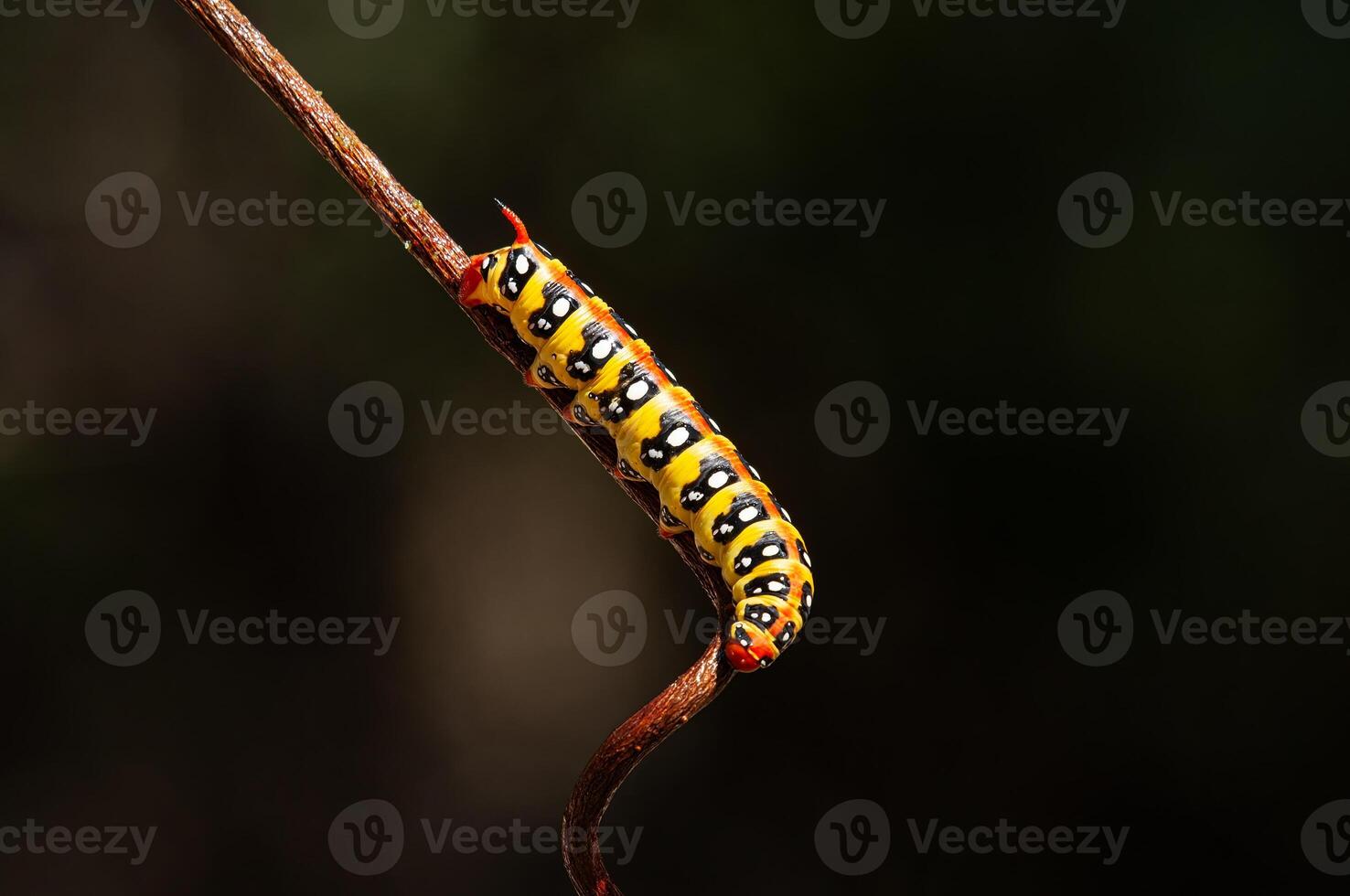 Euphorbia hawkmoth caterpillar, Hyles euphorbiae on a branch. photo