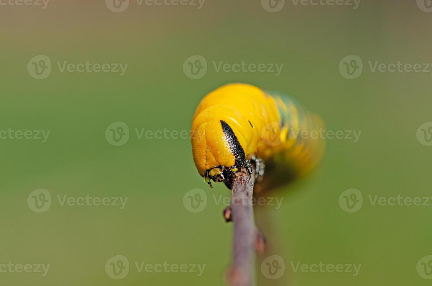 African death's head hawkmoth, Acherontia atropos, a butterfly caterpillar crawling on a green branch. photo