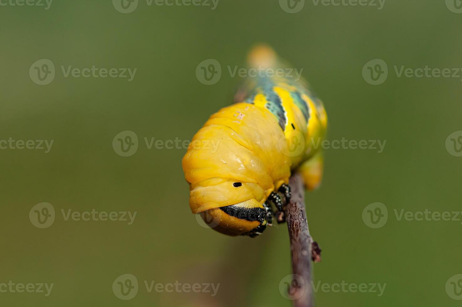 African death's head hawkmoth,Acherontia atropos, a butterfly caterpillar crawling on a green branch. photo