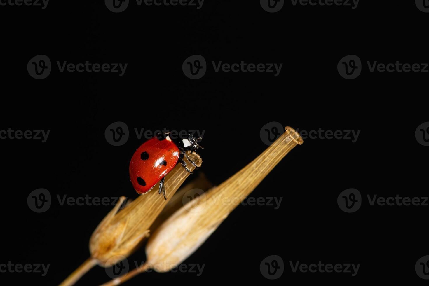 Outstanding macro shots, beautiful ladybird on dry plant unfocussed background. photo