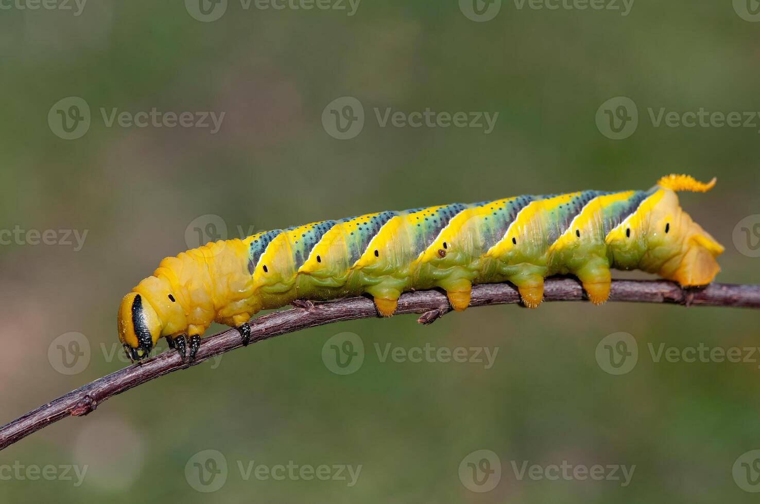 African death's head hawkmoth, Acherontia atropos, a butterfly caterpillar crawling on a green branch. photo