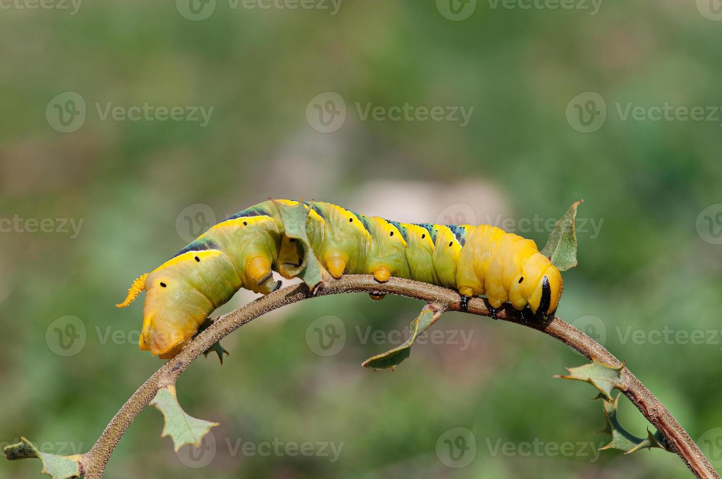 African death's head hawkmoth Acherontia atropos, a butterfly caterpillar crawling on a green branch. photo