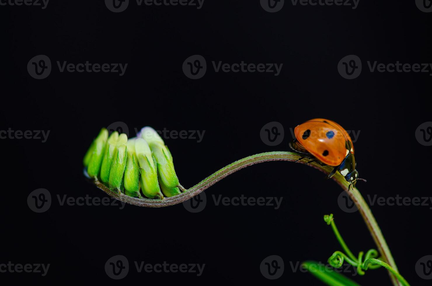 Outstanding macro shots, beautiful ladybird on flower petal black background. photo