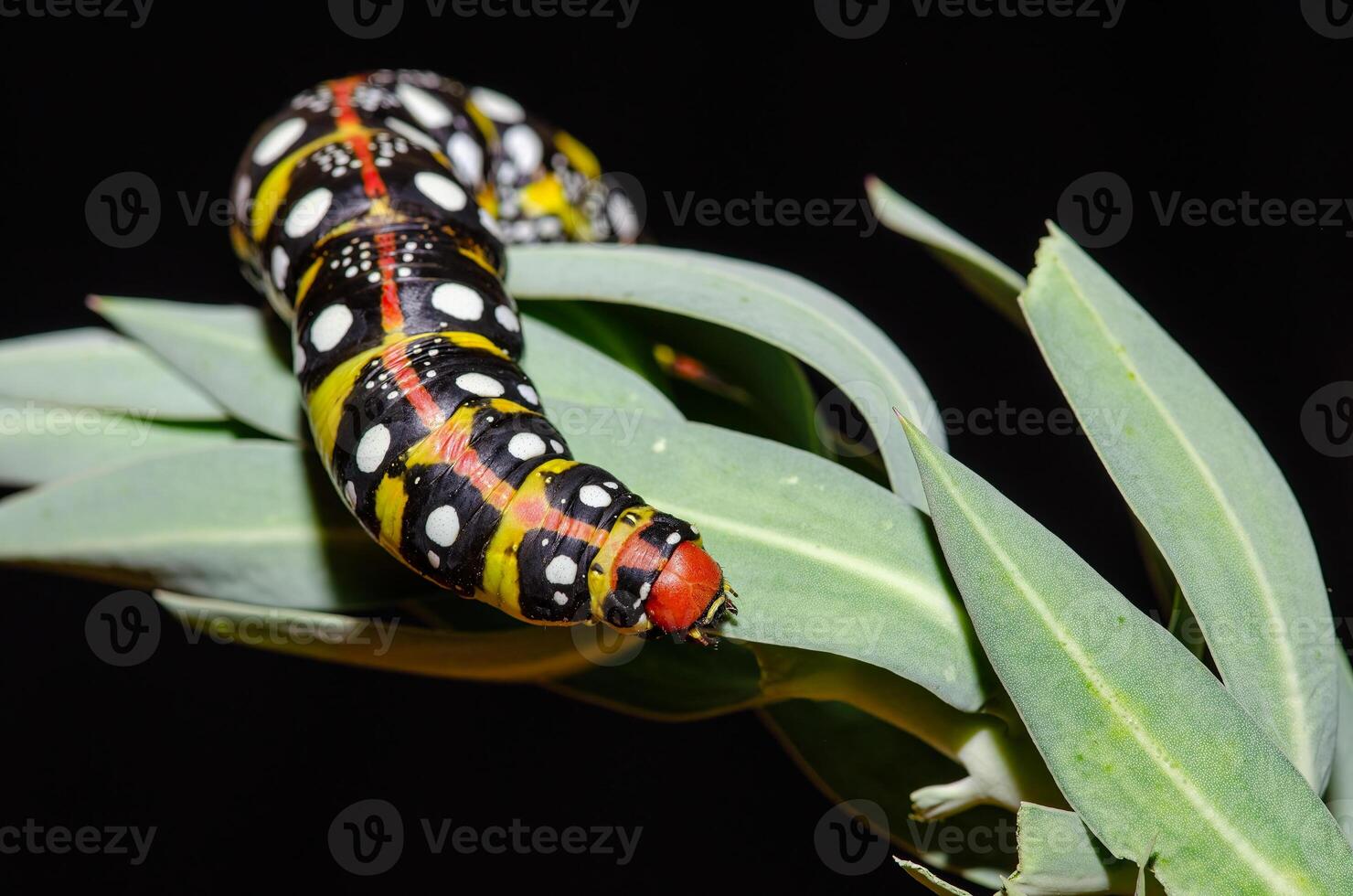 Black coloured caterpillar feeding on spurge leaves, black background. Spurge Hawk, Hyles Euphorbiae photo