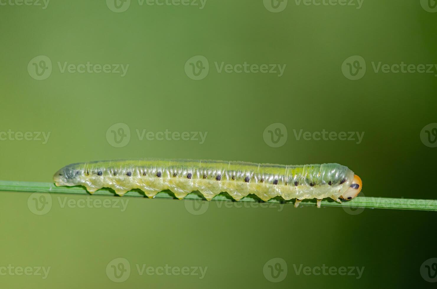 A green caterpillar on a plant branch. Valerian Sawfly, Macrophya albocincta. photo