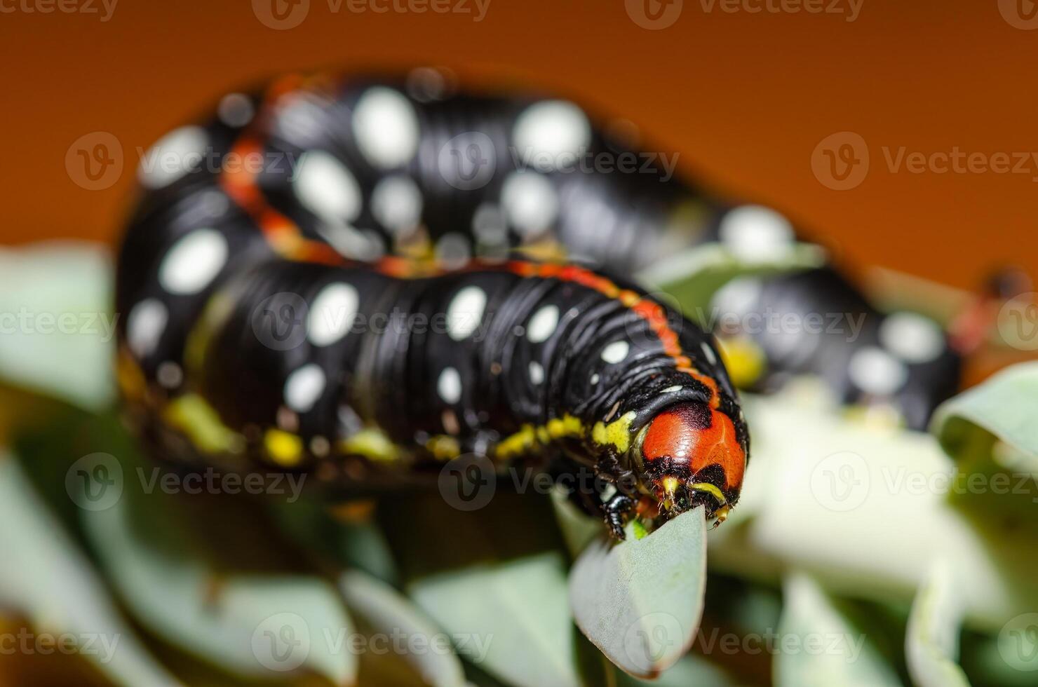 Black coloured caterpillar feeding on spurge leaves, Spurge Hawk, Hyles Euphorbiae photo