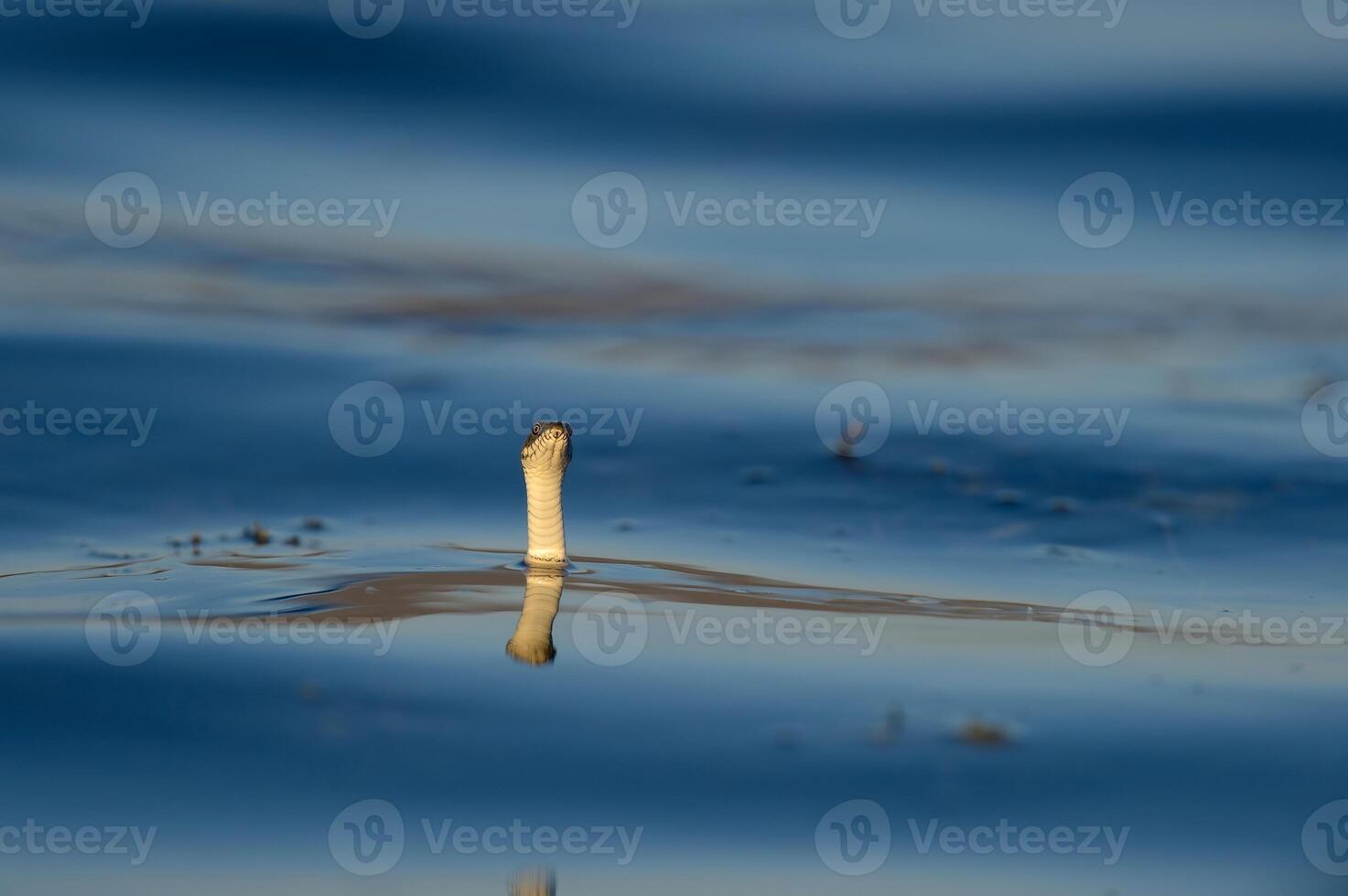 Water snake sticking its head out of the water. Natrix tessellata. photo