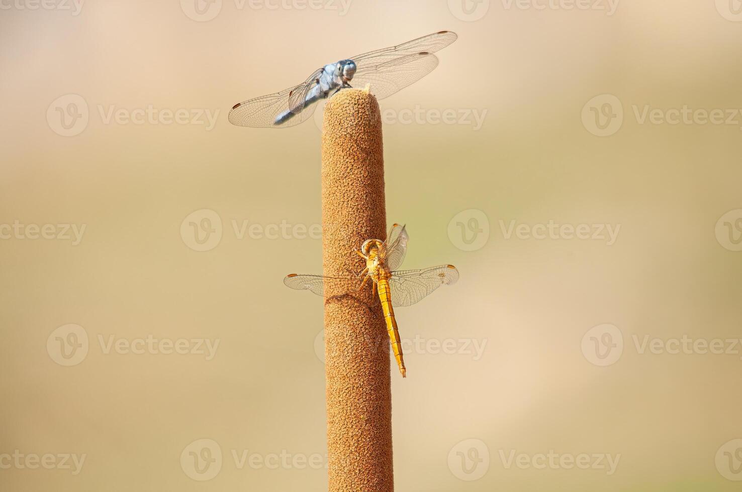 Blue dasher dragonfly and yellow dragonfly, Pachydiplax longipennis. photo