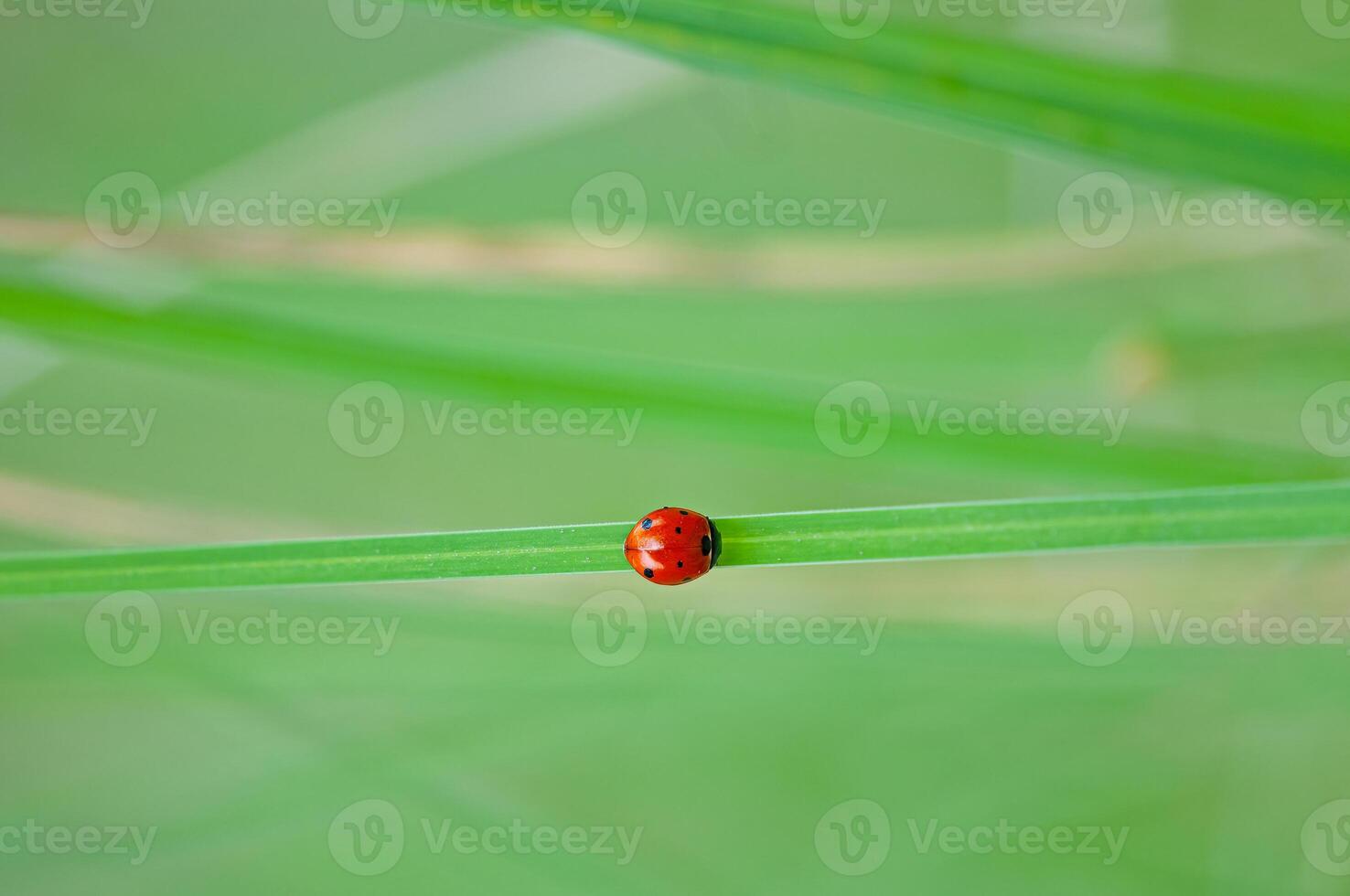 Outstanding macro shots, beautiful ladybird on flower petal unfocussed background. photo