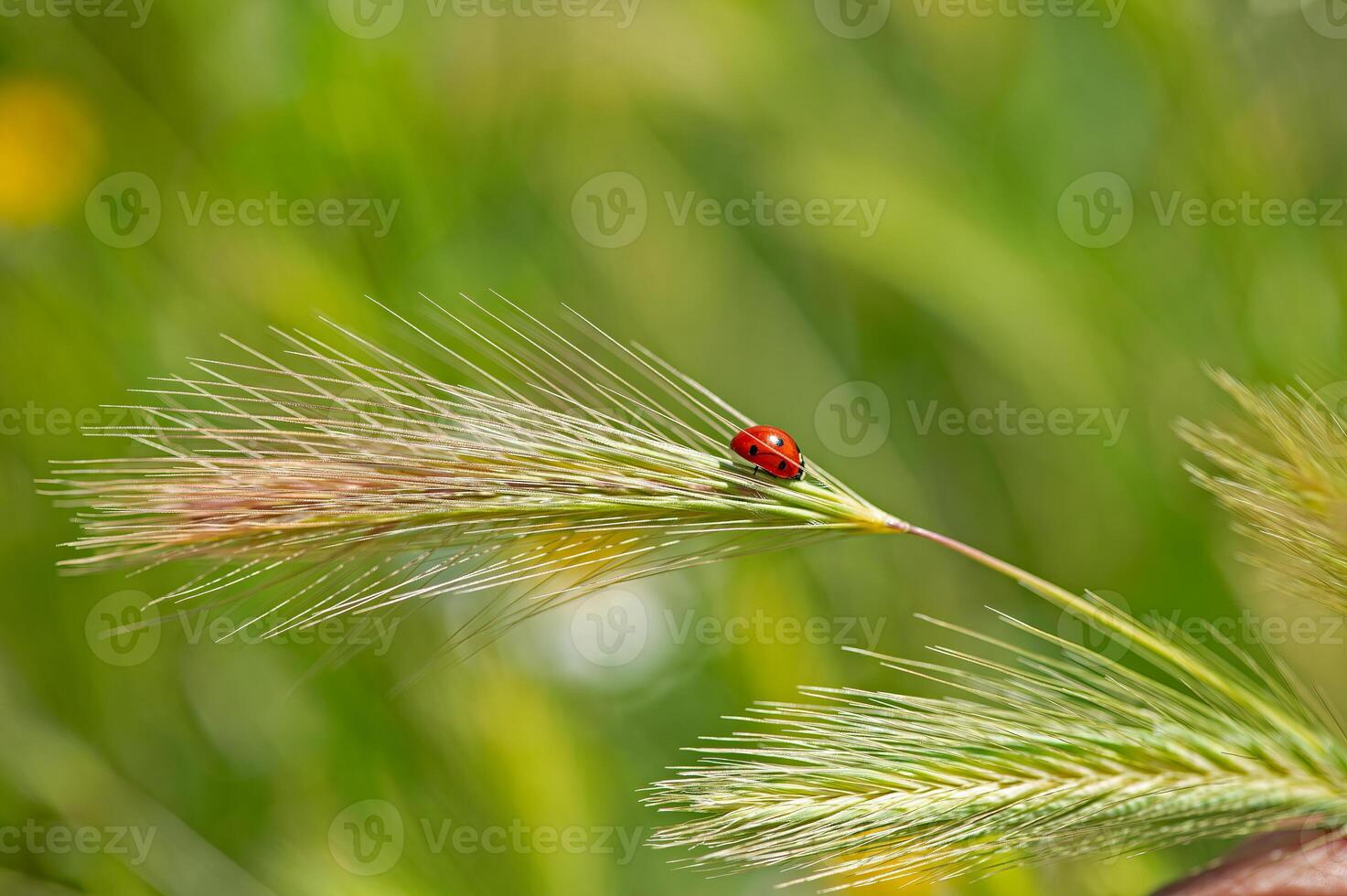 Outstanding macro shots, beautiful ladybird on plant, unfocussed background. photo