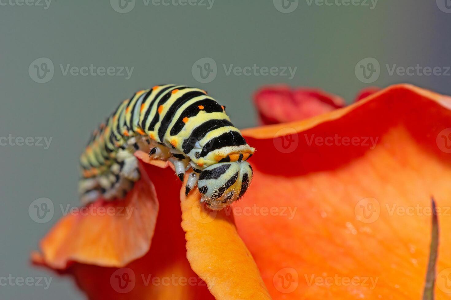 Mediterranean swallowtail, Malta subspecies caterpillar Papilio machaon ssp melitensis, 6 days after hatching, about 20 mm long. photo