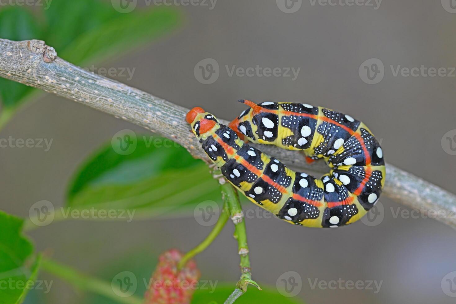 Yellow and black coloured caterpillar feeding on a tree branch. Euphorbia Hawk, Hyles Euphorbiae photo