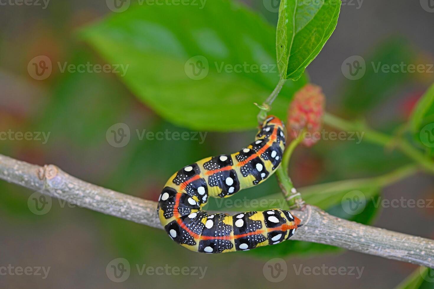 Yellow and black coloured caterpillar feeding on a tree branch. Euphorbia Hawk, Hyles Euphorbiae photo