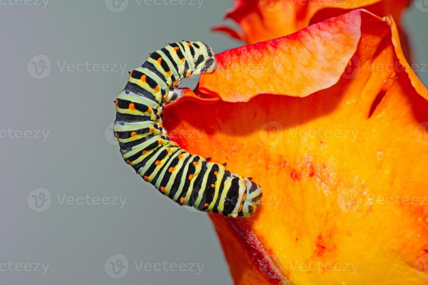 Mediterranean swallowtail, Malta subspecies caterpillar Papilio machaon ssp melitensis, 6 days after hatching, about 20 mm long. photo