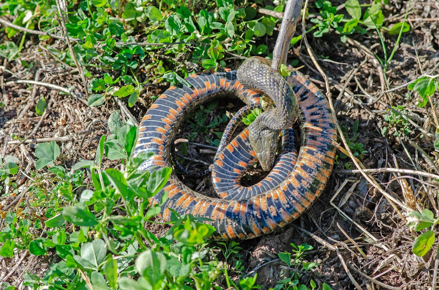 Dice snake or water snake Natrix tessellata in nature, close-up, Burdur,Turkey photo