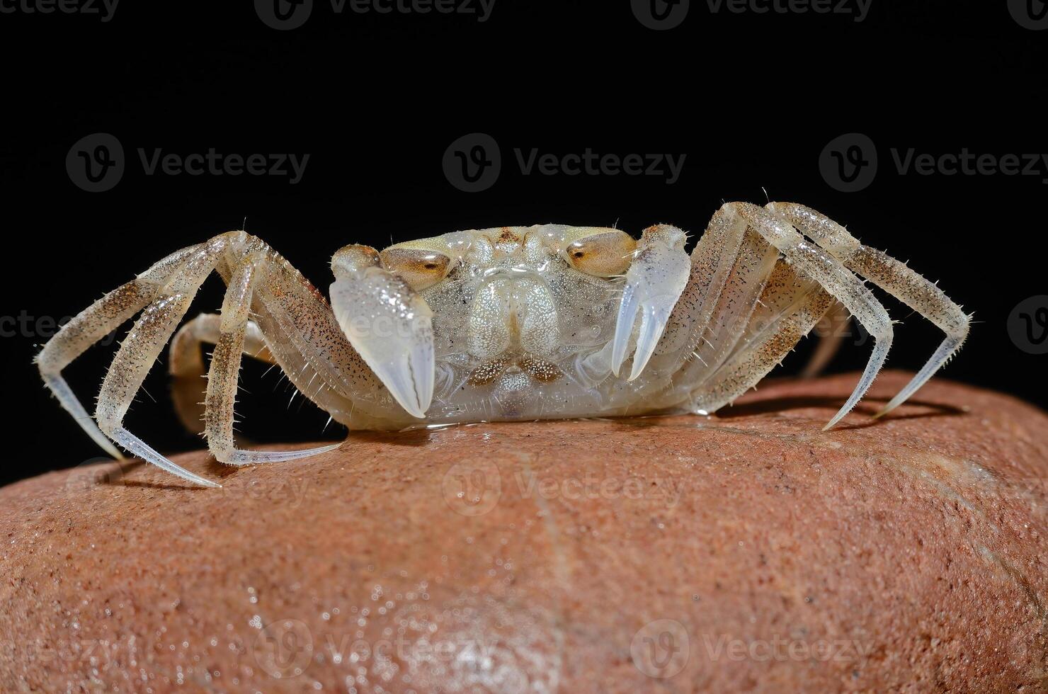 A crab on a brown rock with a black background. photo
