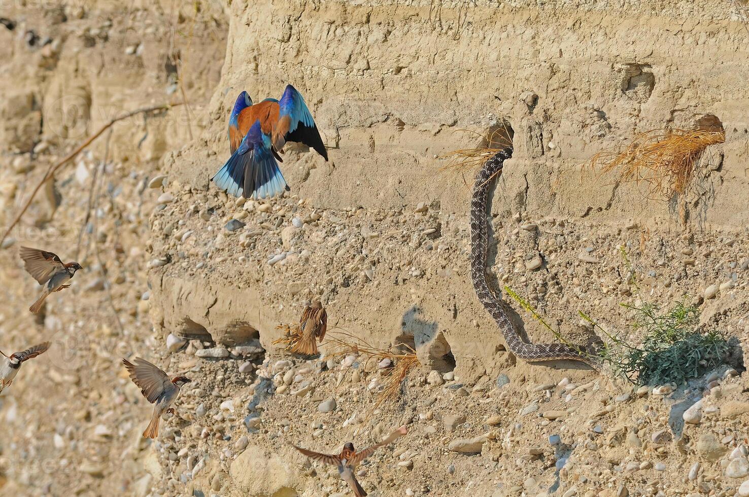 The European Bee-eater is a snake that attacks nests. Scared birds photo