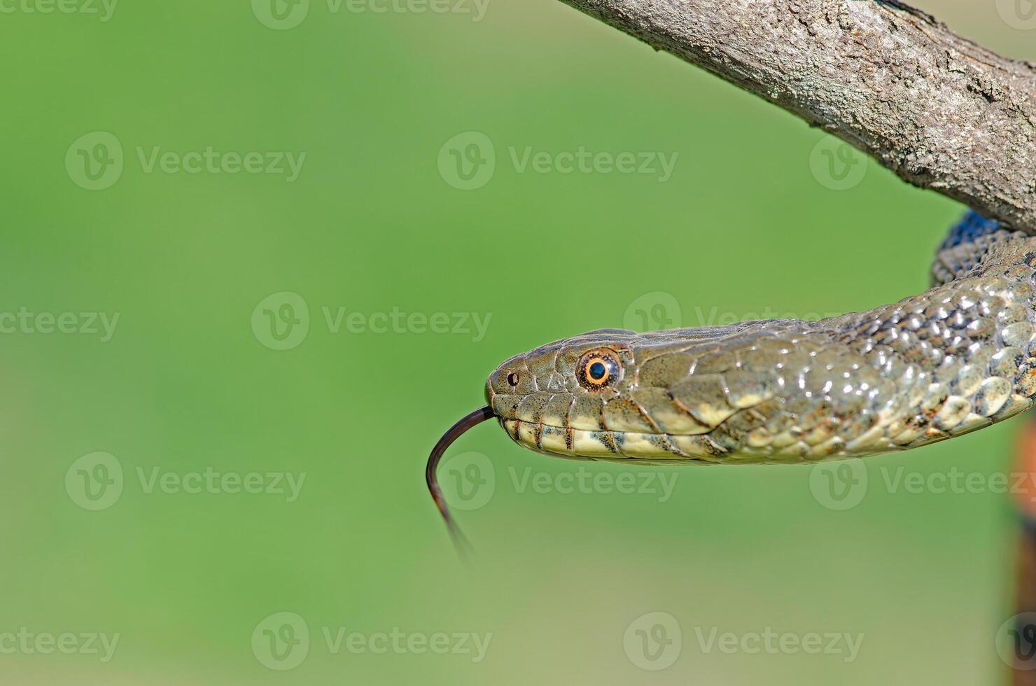 Dice snake or water snake Natrix tessellata in nature, close-up, green background. photo