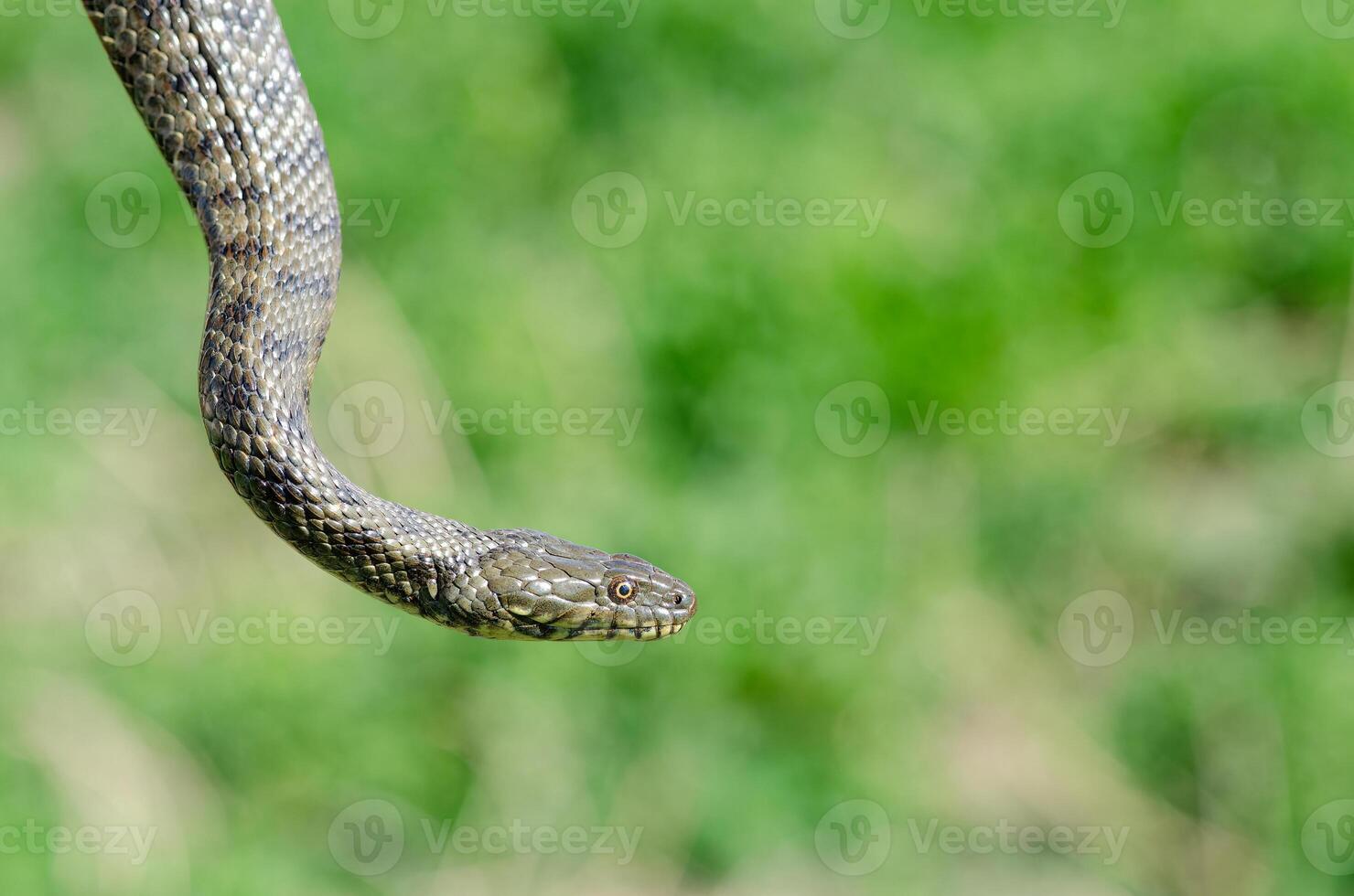 Dice snake or water snake Natrix tessellata in nature, close-up, green background. photo