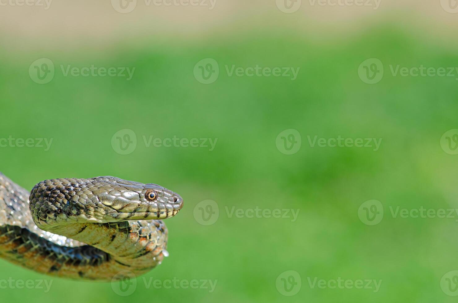 Dice snake or water snake Natrix tessellata in nature, close-up, green background. photo