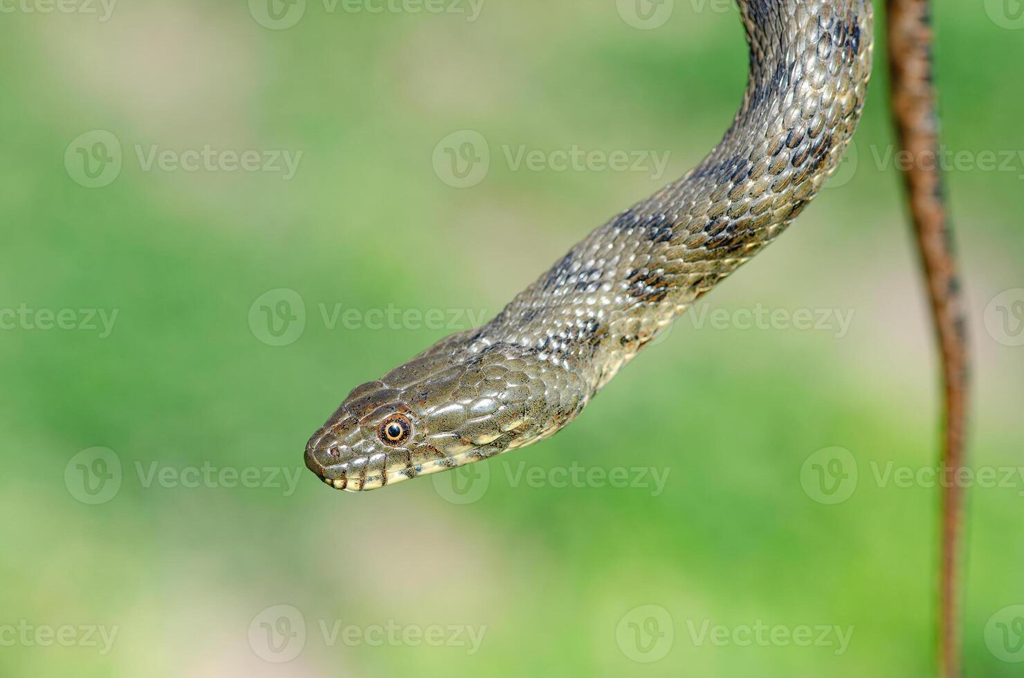 Dice snake or water snake, Natrix tessellata in nature, close-up, green background. photo