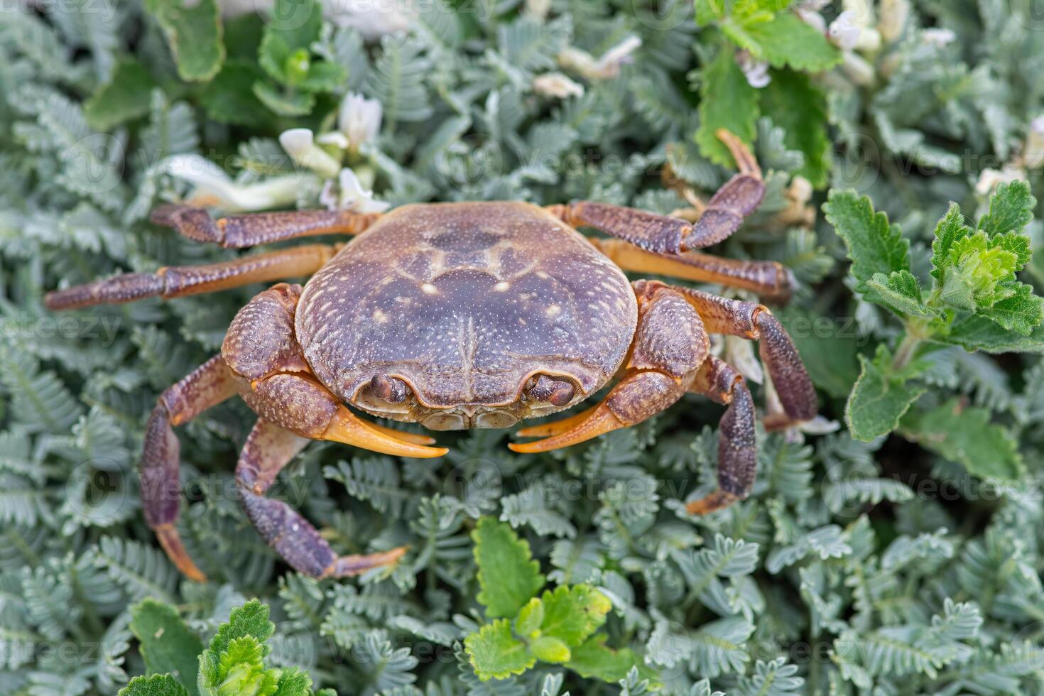 A species of crab in the grass by the stream. Antalya, Turkey. photo