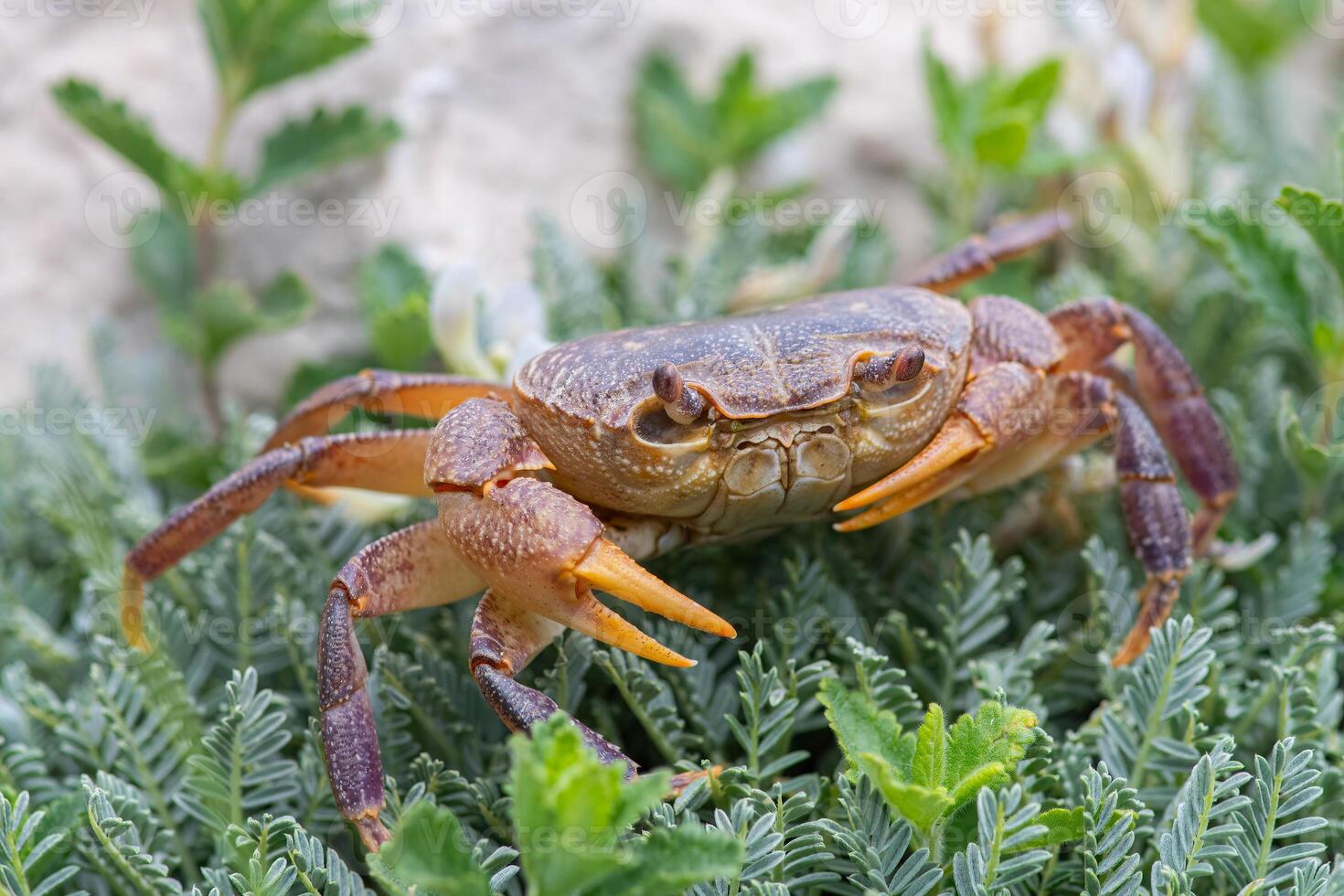 A species of crab in the grass by the stream. Antalya, Turkey. photo
