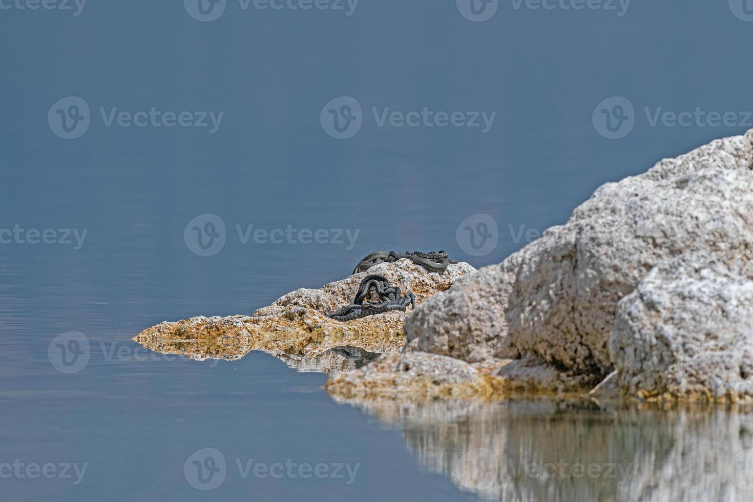 Mating dice snake or water snake Natrix tessellata in nature, close-up, Salda Lake,Turkey photo