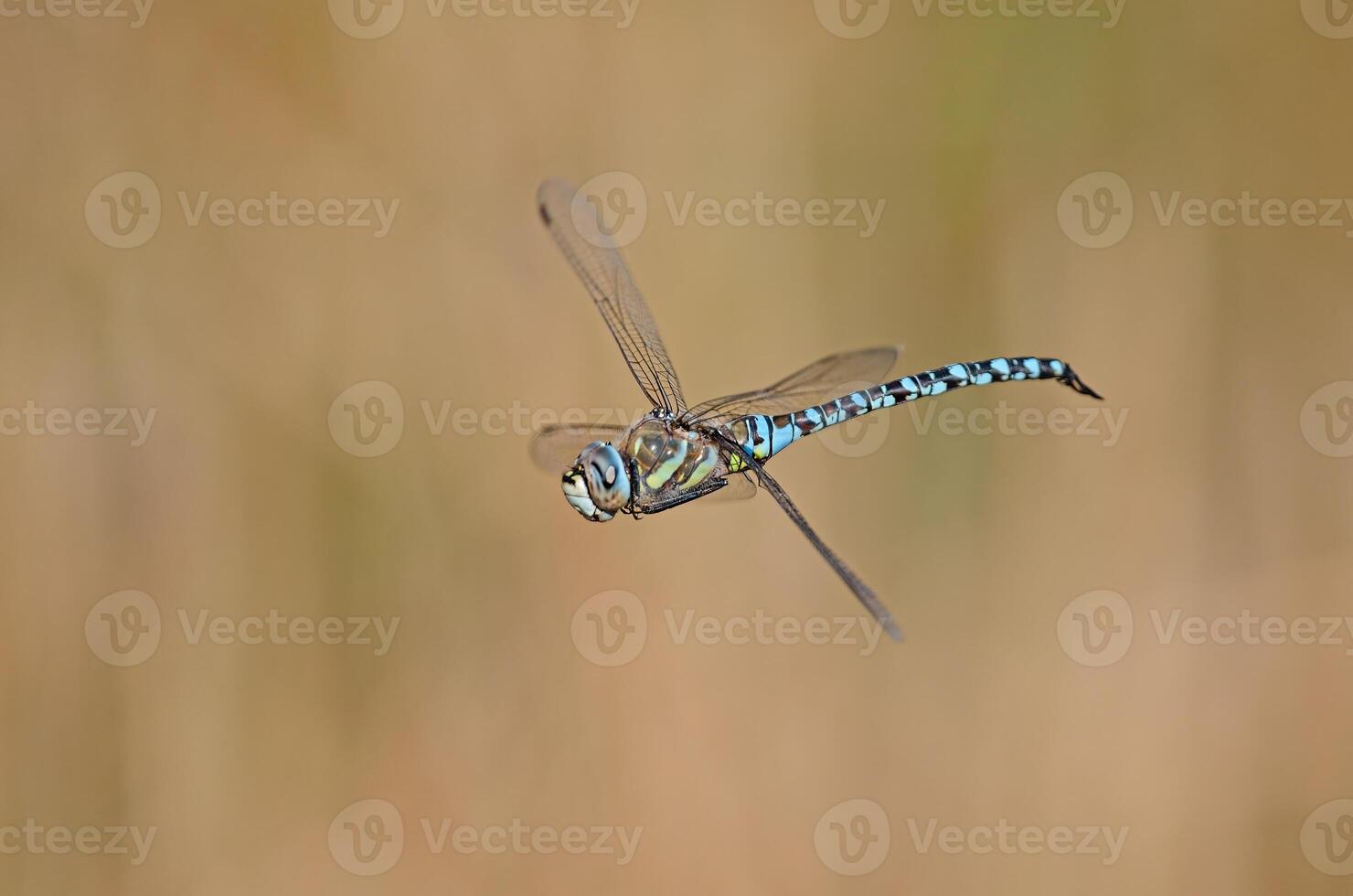 Dragonfly migrant hawker. Aeshna mixta in flight. photo