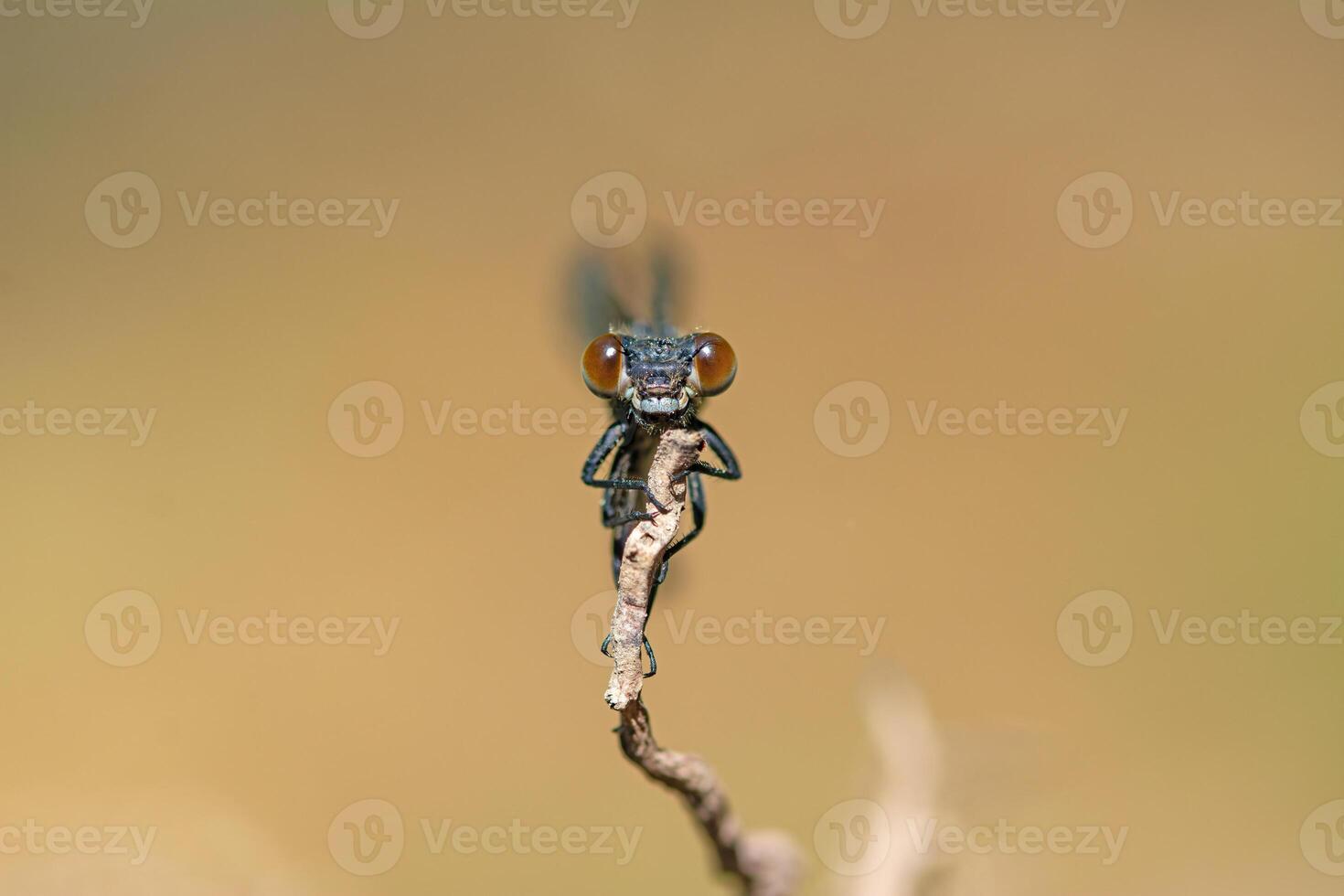 Portrait of damselfly eyes on a branch. Zygoptera photo