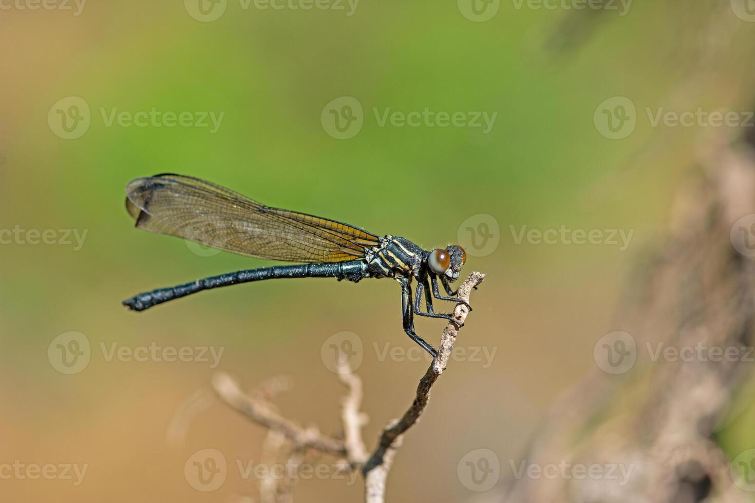 Side view of a damselfly on a branch. Zygoptera photo