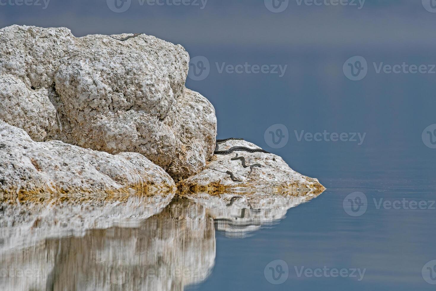 Mating dice snake or water snake,Natrix tessellata in nature, close up, Salda Lake,Turkey photo