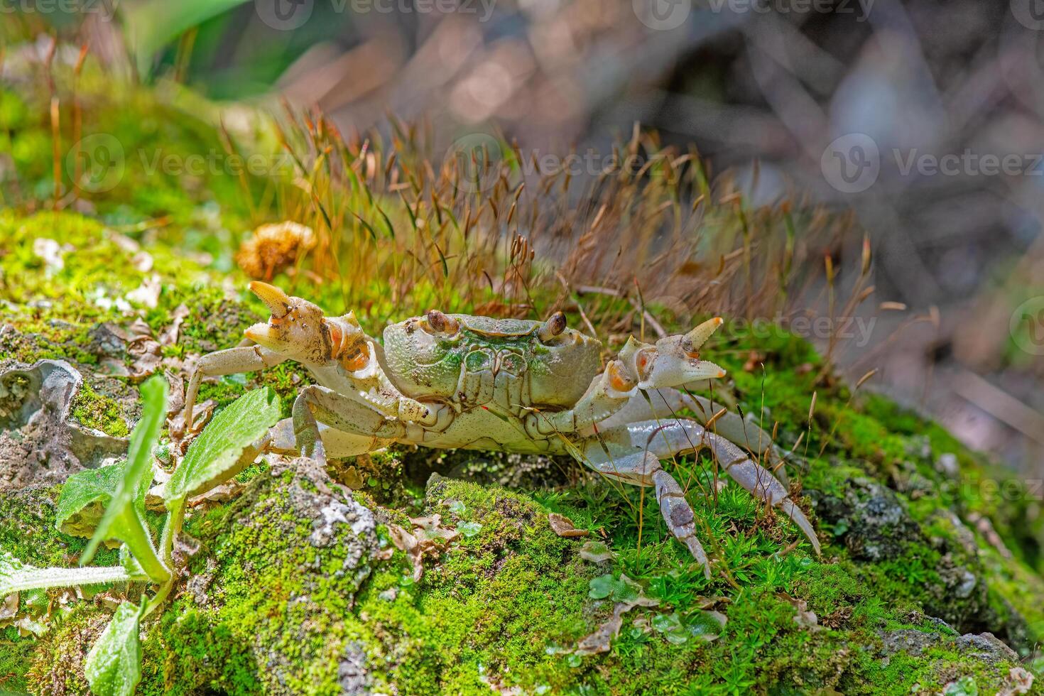 A crab on the moss by the stream in the woods. photo