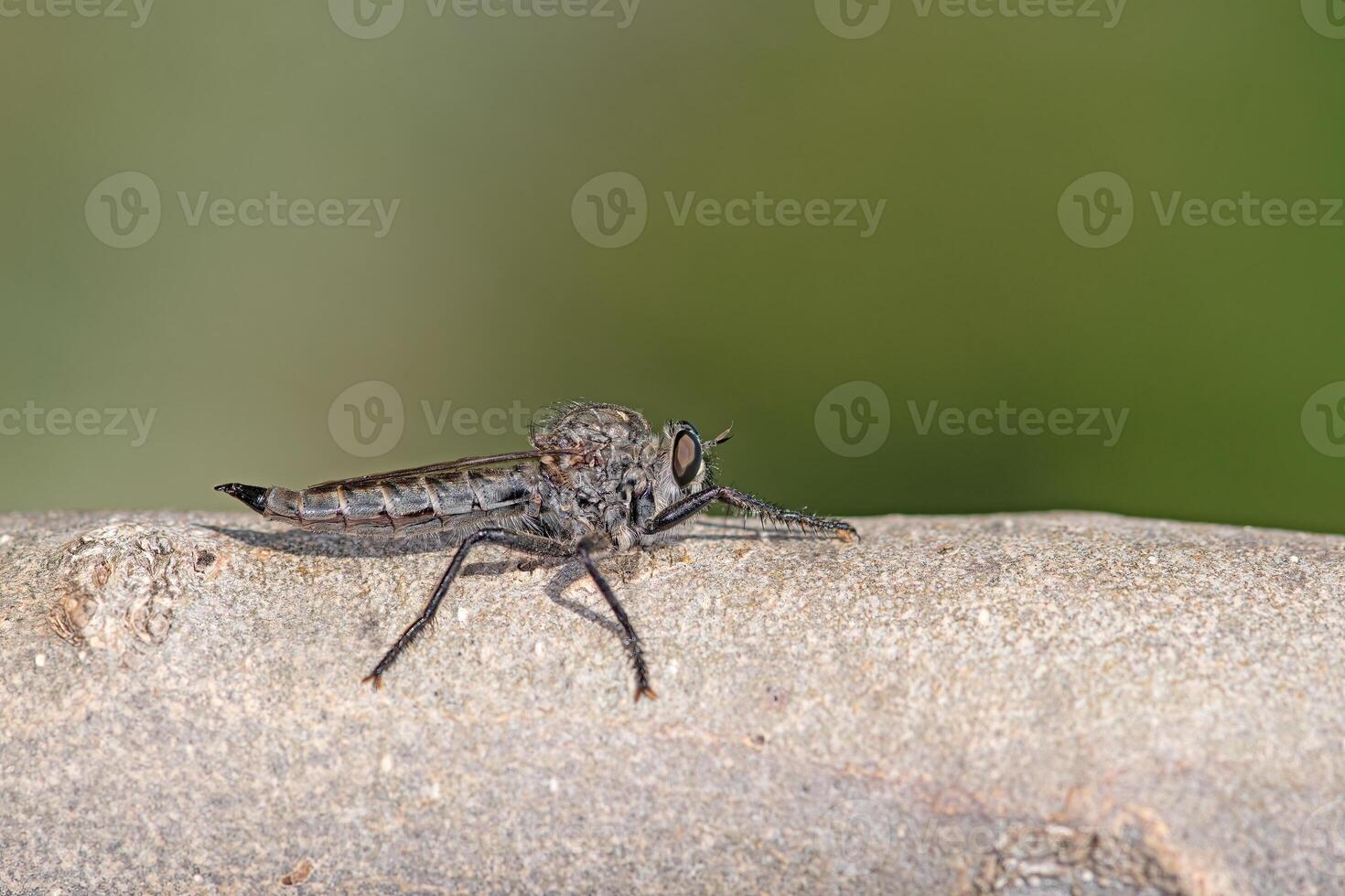 Close-up of a hairy robber fly, Asilinae perched on the trunk of a tree. photo